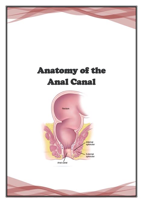 D Anatomy Of Anal Canal Anatomy Of The Anal Canal Revision Anal Canal Beginning The Anal