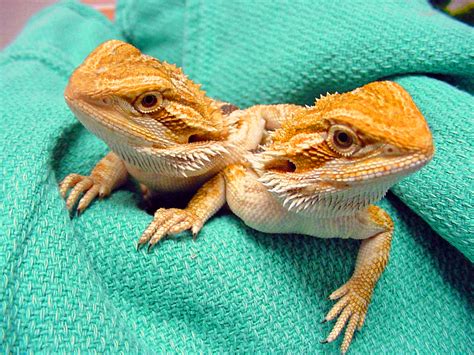 When bathing a bearded dragon, aim to heat the water up to be lukewarm. Reptile Diseases