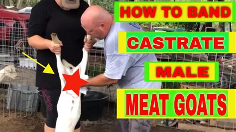 How To Band Castrate Male Goats Banding A Buck Youtube