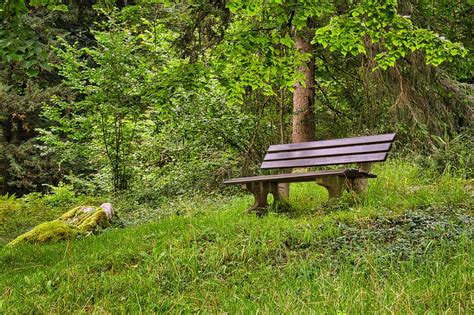 Bench Wooden Forest Free Photo On Pixabay
