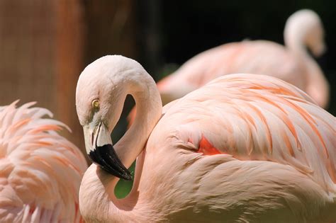 Birds Of Uganda Greater Flamingo