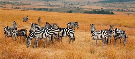 Kidepo Valley National Park Ugandas True Wilderness Safari Park