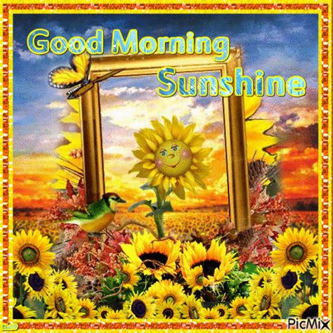 Happy Sunflower Good Morning Sunshine  Pictures Photos And Images