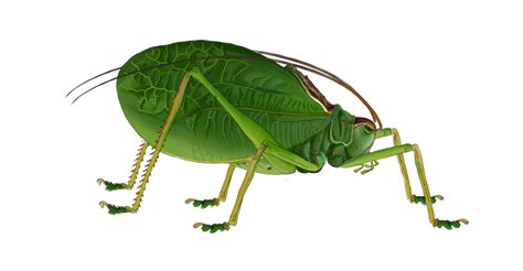 Common True Katydid Guide To Night Singing Insects Of Pennsylvania