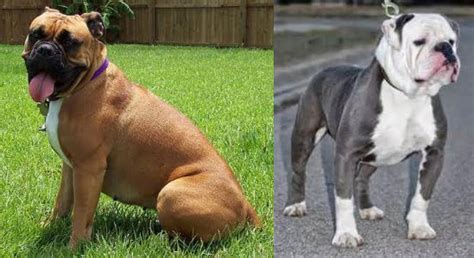 Valley Bulldog Vs Old English Bulldog Breed Comparison