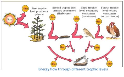 Unit 2 Lesson 5 Energy Flow In Ecosystem Trophic Levels Food Chain