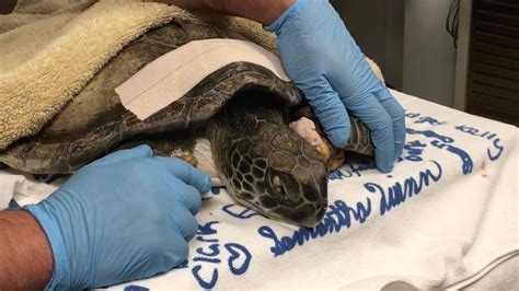 Green Sea Turtle Rescued After Getting Entangled In Fishing Line Youtube