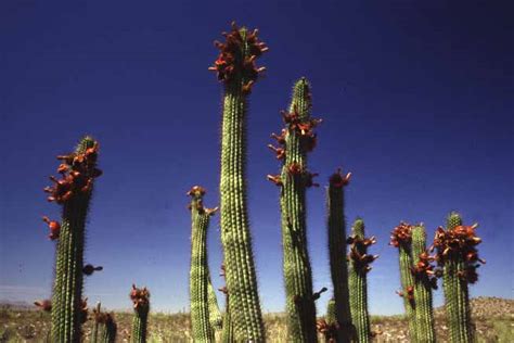 Organ Pipe Cactus Organ Pipe Cactus National Monument Us National