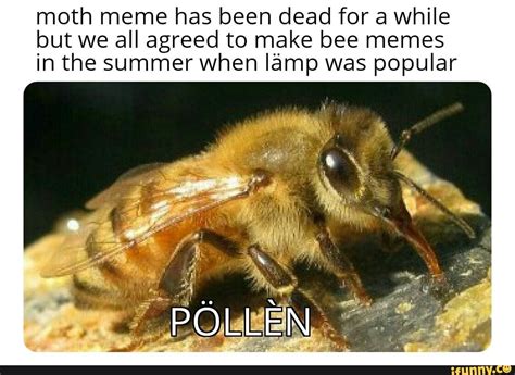 Moth Meme Has Been Dead For A While But We All Agreed To Make Bee Memes