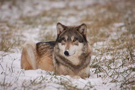 Gray Wolves Wildlife Illinois