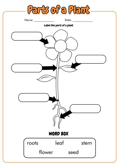 Parts Of A Plant Worksheets