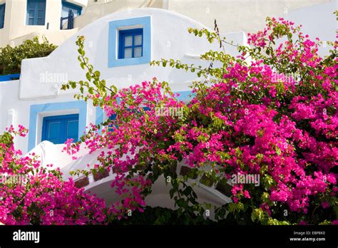 Pink Bougainvillea Flowers Santorini Greece Hi Res Stock Photography