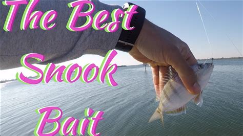 How To Catch Pinfish Youtube