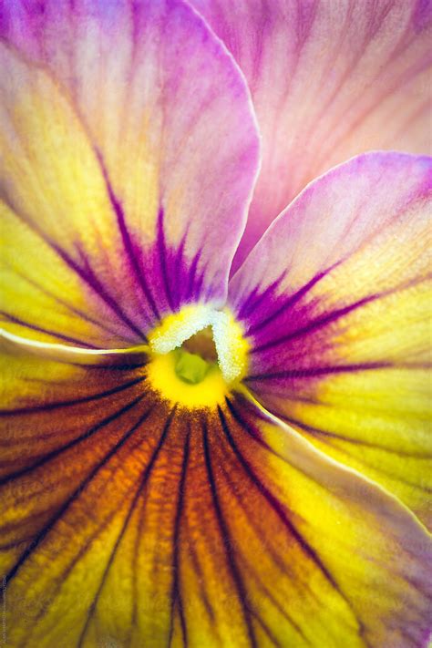 Pansy Viola × Wittrockiana By Stocksy Contributor Alan Shapiro
