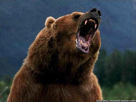 And So It Goes In Shreveport This Mama Grizzly Is Angry