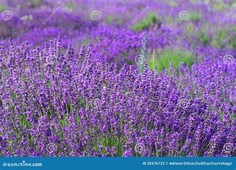 Color Lavender Field Stock Image Image Of Aromatic Bloom 20476733