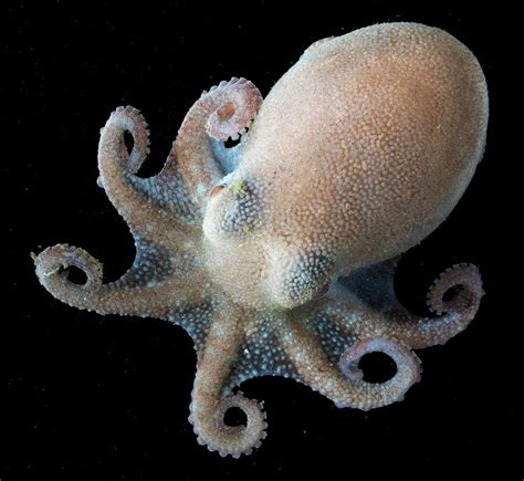 Octopus Photograph By British Antarctic Surveyscience Photo Library