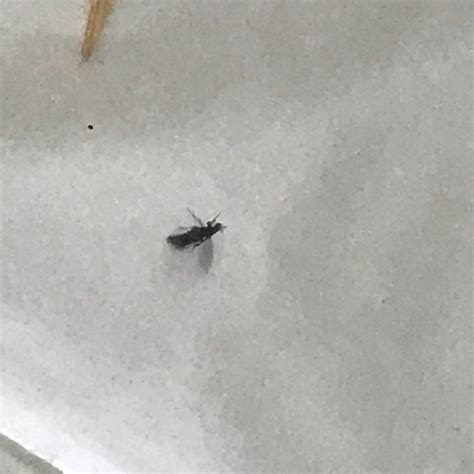 Identifying Small Black Bugs Thriftyfun