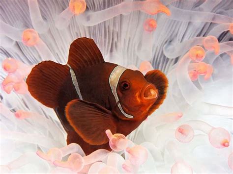 Nemo Seems To Thrive In Waters Warmed By Climate Change New Scientist