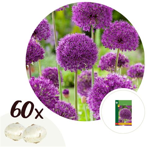 Allium Purple Sensation Flower Bulbs Set Of 60 Florastore