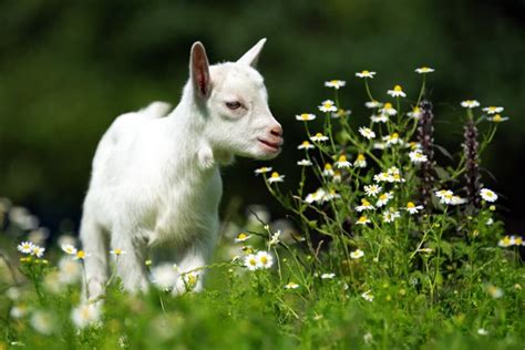 Saanen Goat Farming A Comprehensive Information Guide