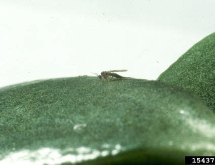 Moth balls are another effective repellent for bees. What Is a Weevil and How Did That Bug Get in My Food?