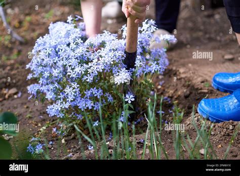 Woman Shoveling Blue Phlox Seedlings For Planting Stock Photo Alamy