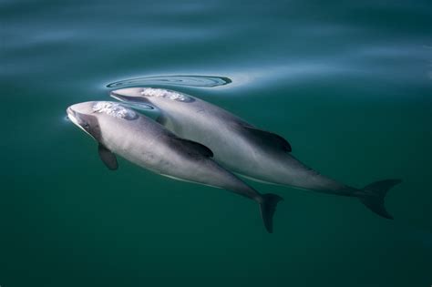 Are Dolphins Endangered Conservation Status And Threats