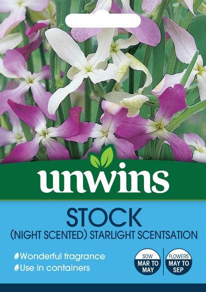 Stock Night Scented Starlight Flower Seeds Unwins Jacksons Nurseries