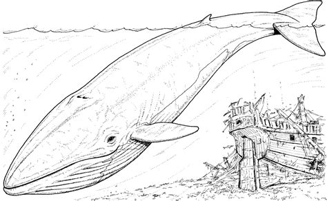 While nemo and his father are navigating through the water to. Whale Coloring Pages