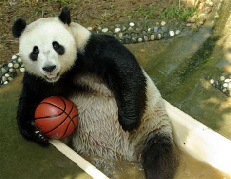The Game Of Basketball Has No Boundaries Even A Panda Can Play
