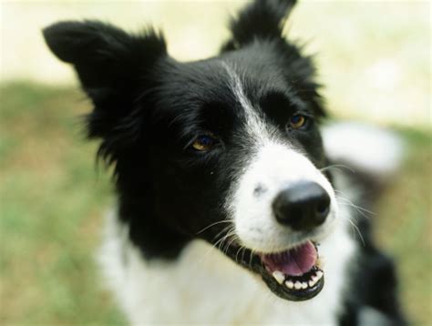 Owners shouldn't be deterred from having both cats and dogs, she said. Why Do Dogs Have Whiskers?