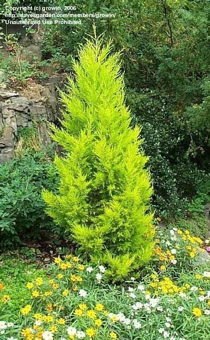 Plantfiles Pictures Monterey Cypress Lemon Cypress Goldcrest
