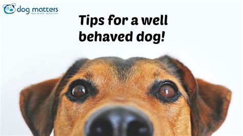 Quick Tips For A Well Behaved Dog Youtube