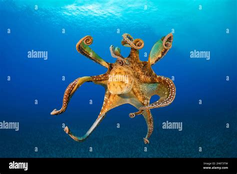 Day Octopus Octopus Cyanea In Mid Water Hawaii Stock Photo Alamy