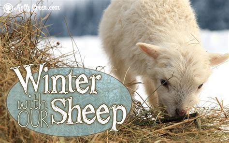 Raising Sheep In The Winter Months Molly Green