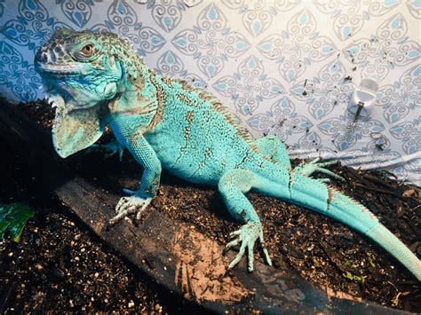 How Long Do Blue Iguanas Live
