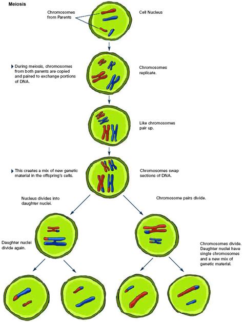 Biología Procesos De La Meiosis