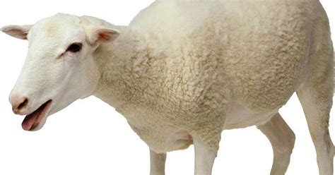 Man Arrested For Having Sex With Sheep In Kenya Pulse Nigeria