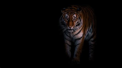 Tiger Tigru Animal Big Cat Black Pisici Hd Wallpaper Peakpx