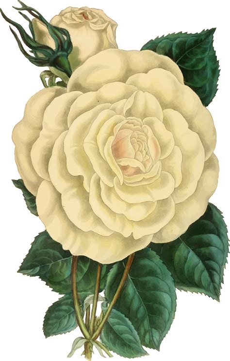 Vintage Rose Clipart