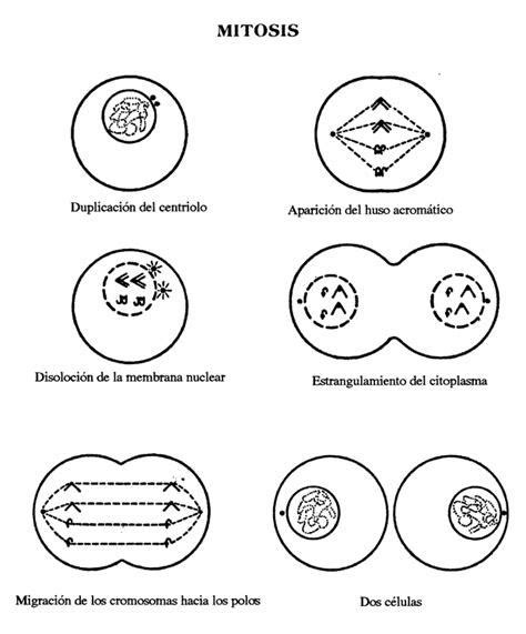 Em Geral Imagen Fases De La Mitosis Para Colorear El Ltimo