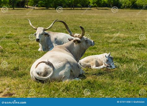 Hungarian Gray Cattles Stock Photo Image Of Animal Land 57311358
