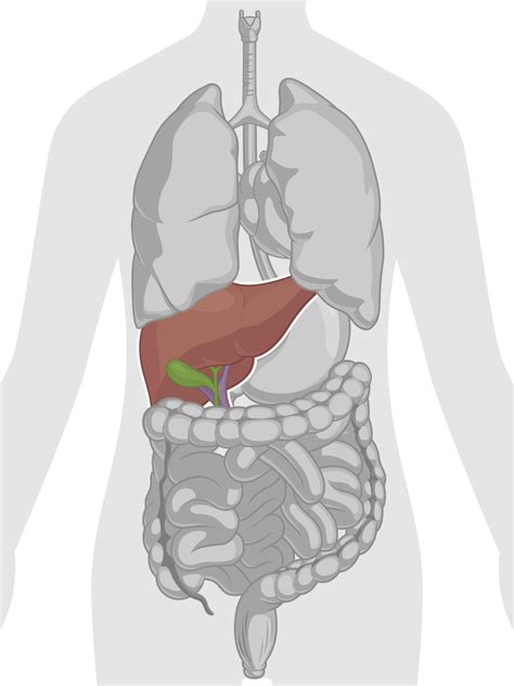 Liver Location Functions Anatomy Pictures And Faqs