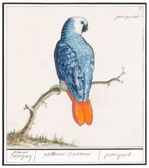 Antique Vintage Parrot Print Vintage Bird Wildlife Etsy