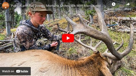 Video Bowhunting Bull Elk In Montana Rack Camp