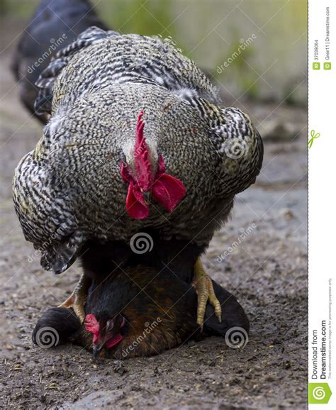 Citizens that named their child galo often got executed for disgrasing the name. Galo Que Copulating Com Galinha Foto de Stock - Imagem de ...