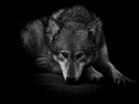 Wolf wallpapers for your pc, android device, iphone or tablet pc. Ice Wolf Wallpaper (60+ images)