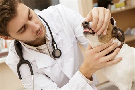 Healthy pet veterinary clinic, madison. Follow These Tips and Improve the Dental Health of Your ...