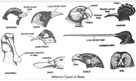 Types Of Beak Diagram With Labelling Brainly In